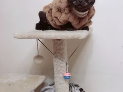 -中农大我爱我爱动物医院·核磁CT·猫病·24小时夜诊中心(石佛营店)