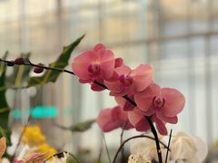 -上海鲜花港