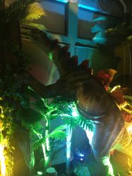 -恐龙探索乐园(磁器口店)