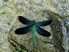 -白水寺森林公园