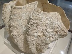 -青岛贝壳博物馆