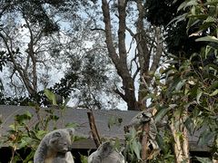 -可伦宾野生动物保护区