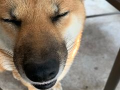 -柴犬高等学院·狗咖·柴犬售卖·宠物训练