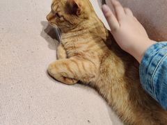 -藏猫猫咖啡主题馆(中央大道店)