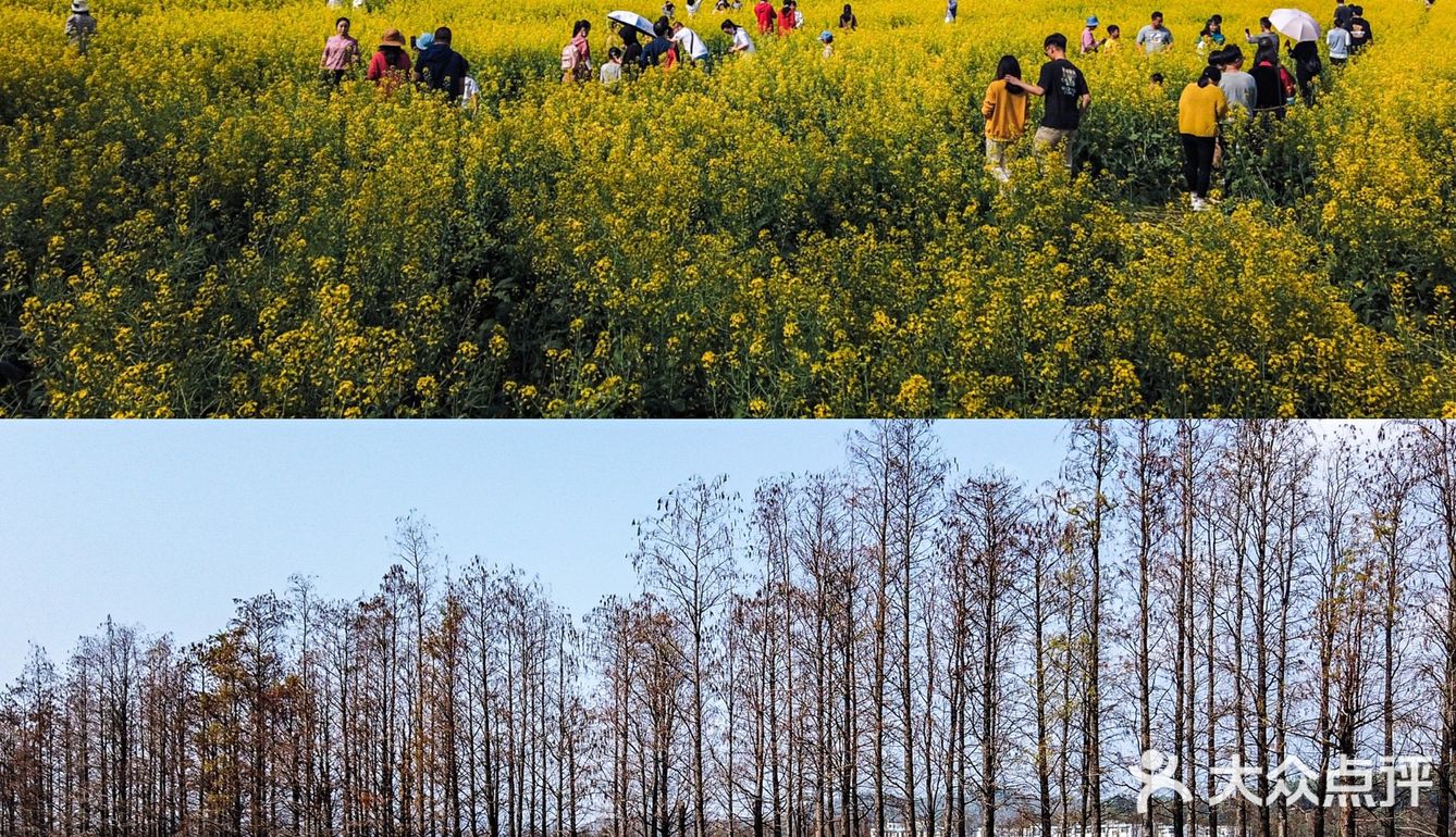 珠海网红点新年游花海斗门新村油菜花田