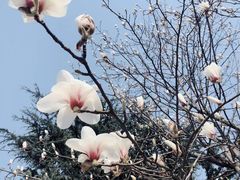 -青岛嘉年华主题乐园