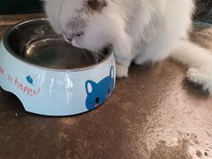 -喵屿·大理花园猫咖