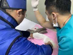 -北京观赏动物医院·24小时大型综合·猫专科·异宠专科