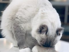 -Heymao猫咖.咖啡厅(东门店)