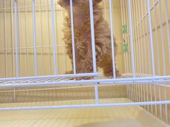 -宠爱多约克夏马尔济斯泰迪小型犬专卖