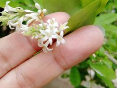 -武清南湖绿博园