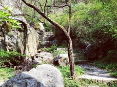 -鲁山国家森林公园