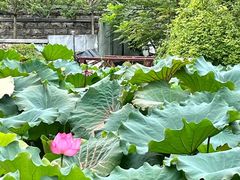 -莲湖公园