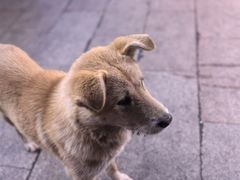 -刘记小花鸭霸王(曲塘路店)