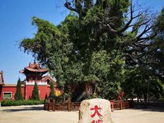 -大槐树寻根祭祖园