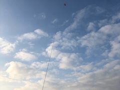 -上海滨江森林公园