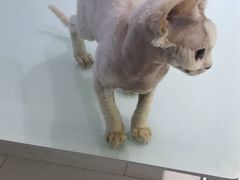 -喵的天空名猫咖啡馆·撸猫·猫舍·用品