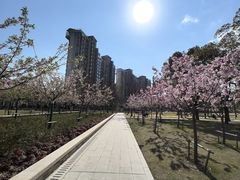 -新江湾城公园