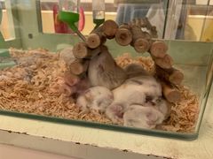 -龙猫仔乐园(惠福东路店)