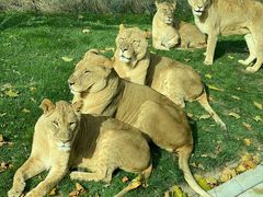 -北京野生动物园