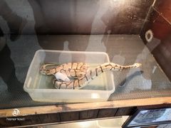 -上海大自然野生昆虫馆(东方明珠·爬宠昆虫探索中心)
