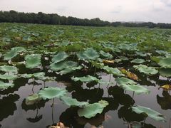 -荷塘月色湿地公园·向阳花洲