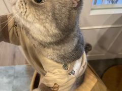 -楼上猫咖(罗湖店)