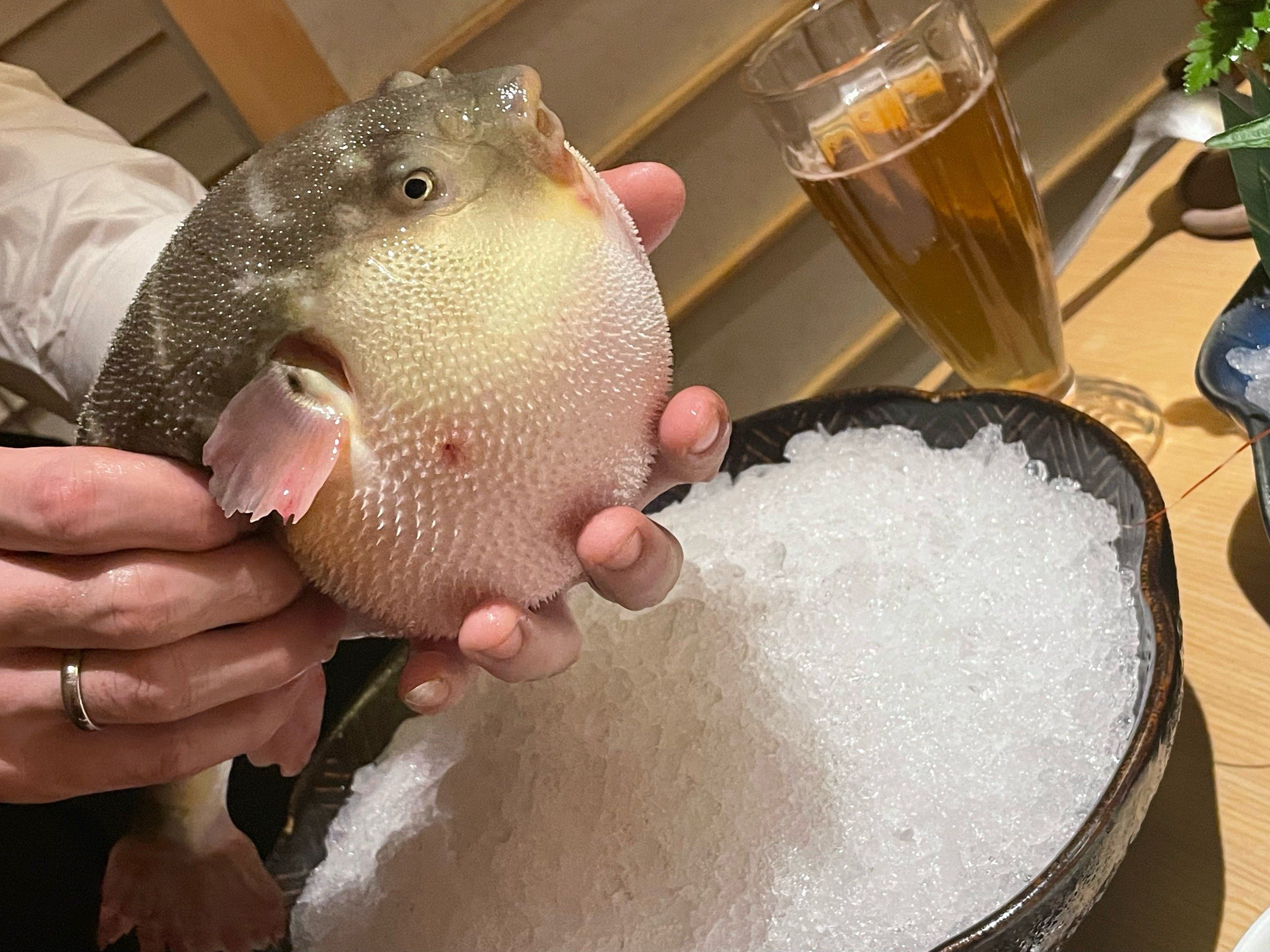 气鼓鼓的河豚,美味的晚餐