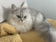 -瑞派名望24h动物医院异宠专科·猫专科·骨科·重症监护分院