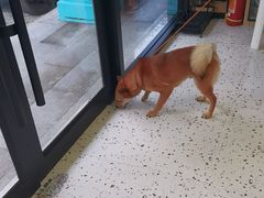 -瑞派康怡24h宠物医院·犬猫医疗中心·微创绝育(瑞景分院)