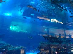 -迪拜水族馆及水下动物园
