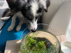 -美联众合爱康动物医院•复杂内科•肿瘤科•牙科•腔镜诊疗中心