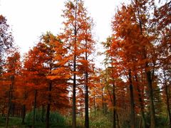 -西溪国家湿地公园