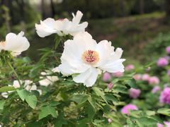 -洛阳市隋唐城遗址植物园