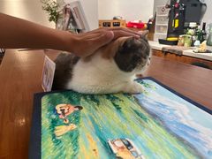 -有猫主题·治愈系猫咖(曾厝垵店)