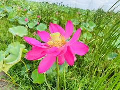 -池杉湖湿地公园