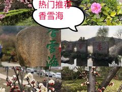 -香雪海
