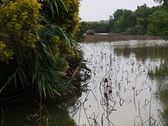 -大湾区中央湿地公园