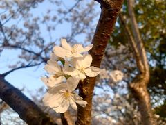 -高东镇樱花园