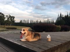 -COMPANION COFFEE小伴咖啡