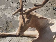 -金沙遗址博物馆