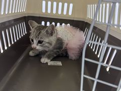 -乖乖宠物医院·猫科·骨科·24小时(云岗分院)