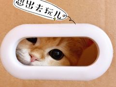 -东方名猫馆·英短金渐层布偶猫舍(环线广场1号楼店)