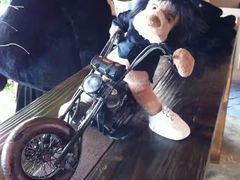 -济州岛泰迪熊博物馆