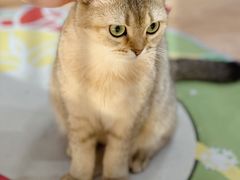 -COLOR PETS 撸猫馆·购猫·猫咖(长风大悦城店)