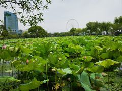 -无锡蠡湖国家湿地公园-蠡园