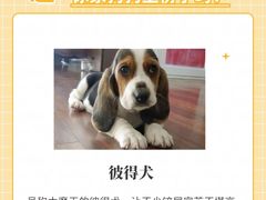 -翊宠yipet猫狗购宠庄园犬舍•猫舍