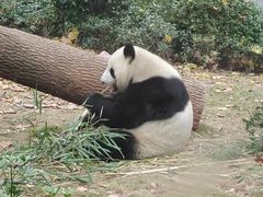 -成都动物园