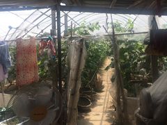 -马陆小张葡萄园农家乐