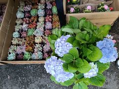 -循礼门鲜花花市(武汉循礼门店)